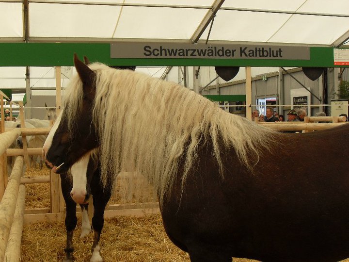 Schwarzwlder Kaltblut